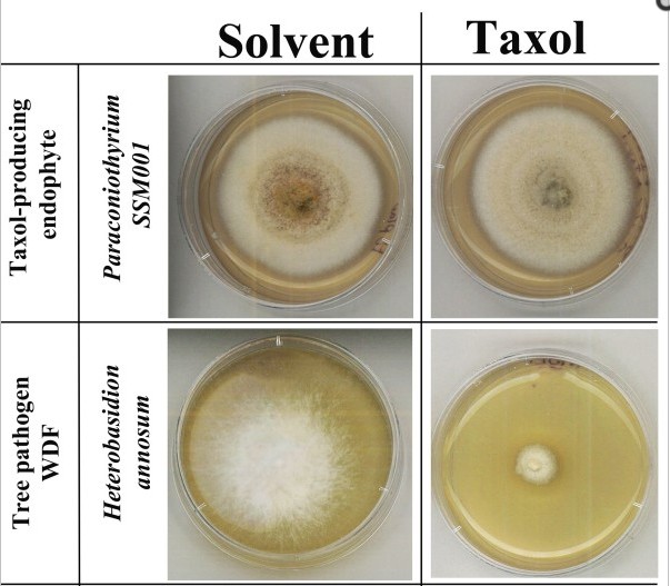 taxol antifungal.jpg