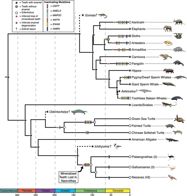 bird_tooth_phylogeny.jpg