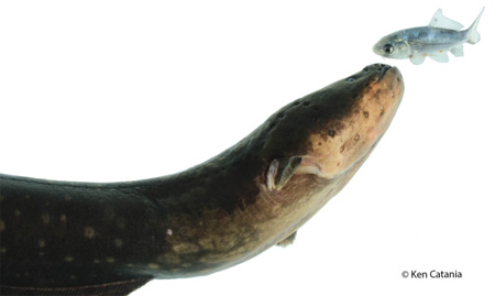 electric-eel-990x591.jpg