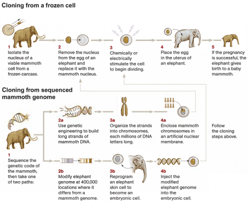 mammoth_cloning.png