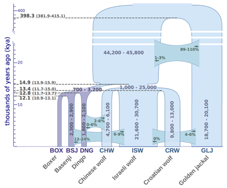 dog-phylogeny.png