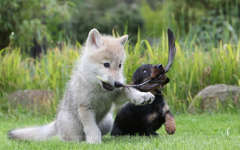 wolf_dog_puppies.png