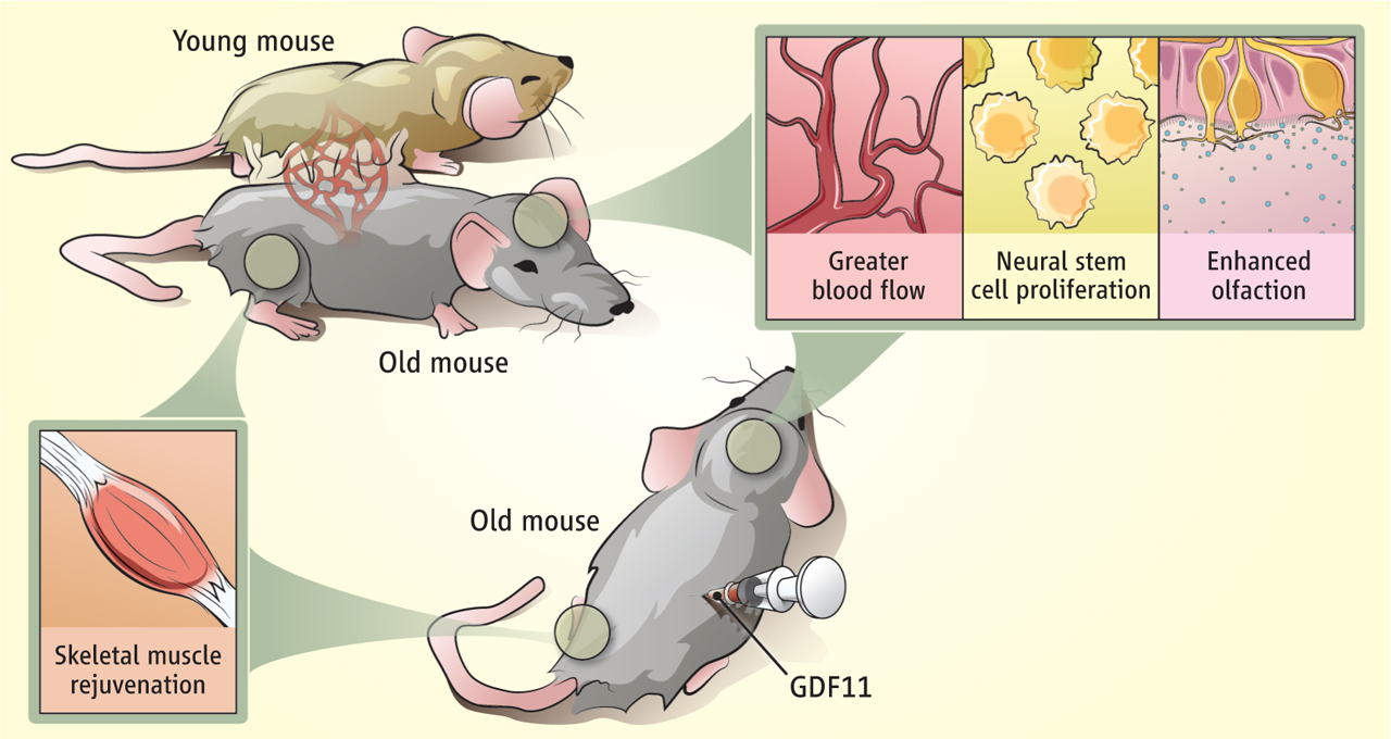 parabiosis_science.jpg