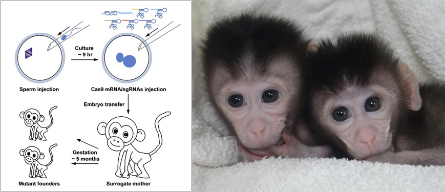 crispr_monkeys.jpg