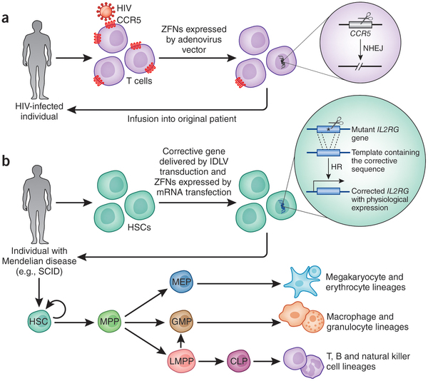 human_genome_editing.jpg