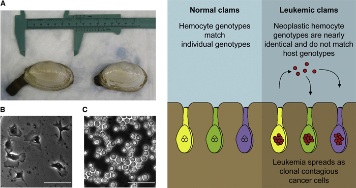 leukemic_clams_1.jpg