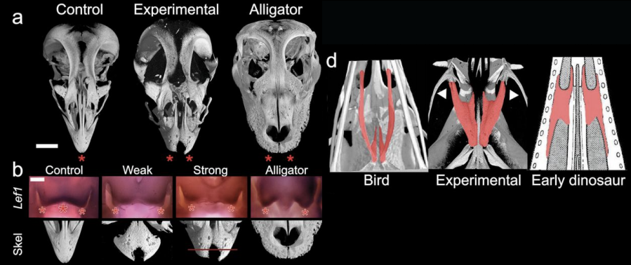 beak_manipulation.png