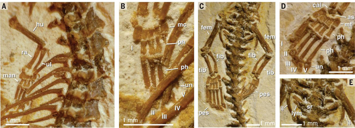 tetrapodophis_legs.jpg