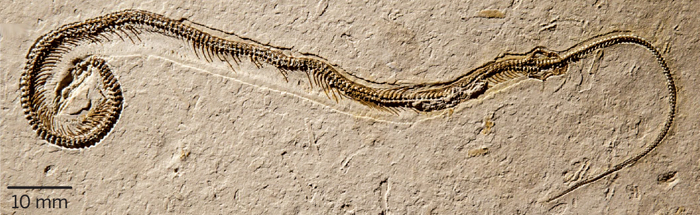 tetrapodophis_pic_2.jpg