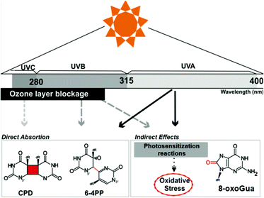 uv-dnadamage.gif