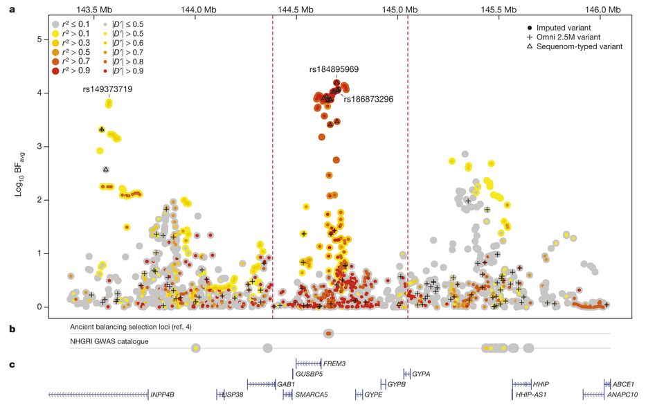 glycophorins_selection.jpg