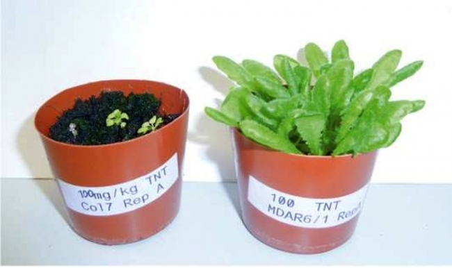 mdhar6-plants-display-enhanced-tnt-tolerance.jpg