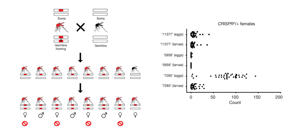 anopheles_crispr.jpg