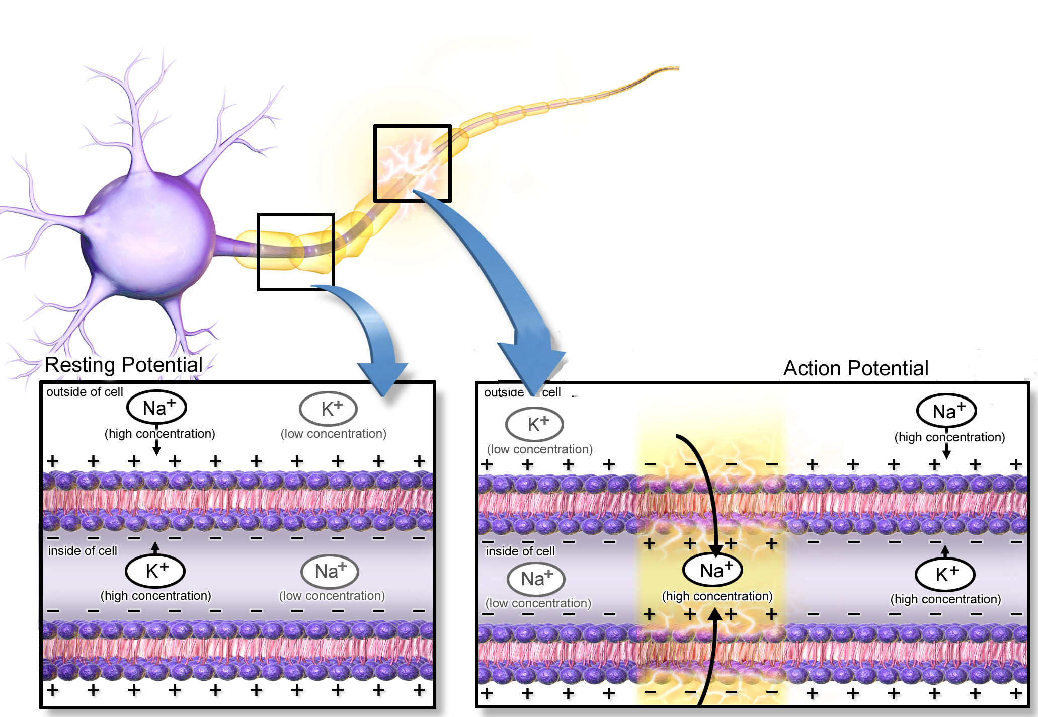 blausen_0011_actionpotential_nerve.png