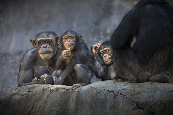 chimp-group-jep_6992.jpg