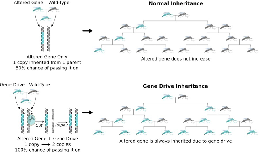 mosquito-genedrive_diagram.jpg