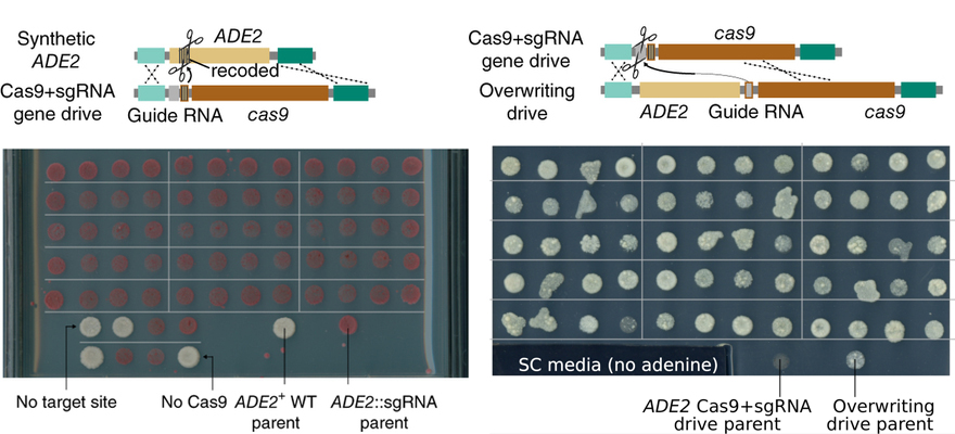 yeast_genedrive_2.jpg