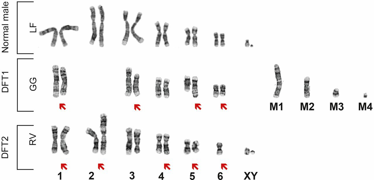 dft2-karyotype.jpg