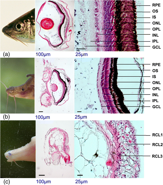 sinocyclochelius_1.gif