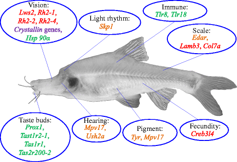 sinocyclochelius_2.gif