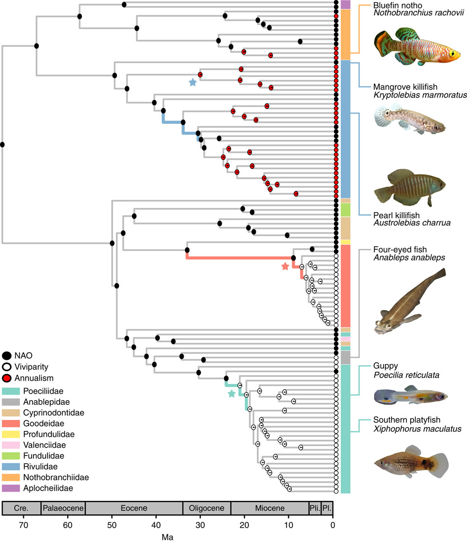 viviparity.jpg