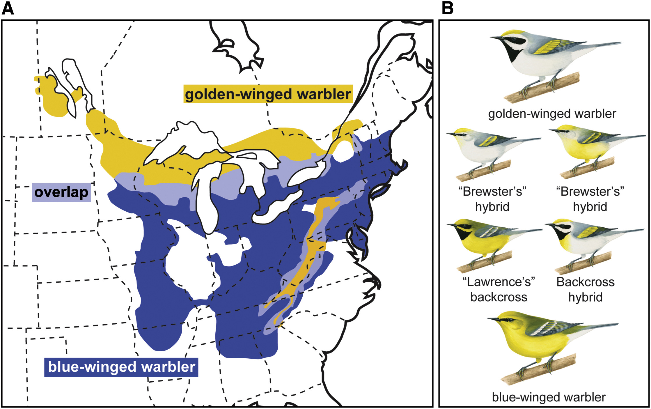 warbler_map.jpeg