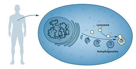 nobel-autophagy.jpeg