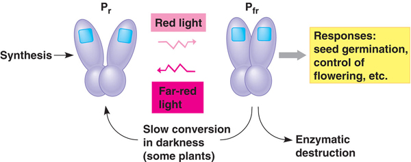 phytochrome_switch.jpg