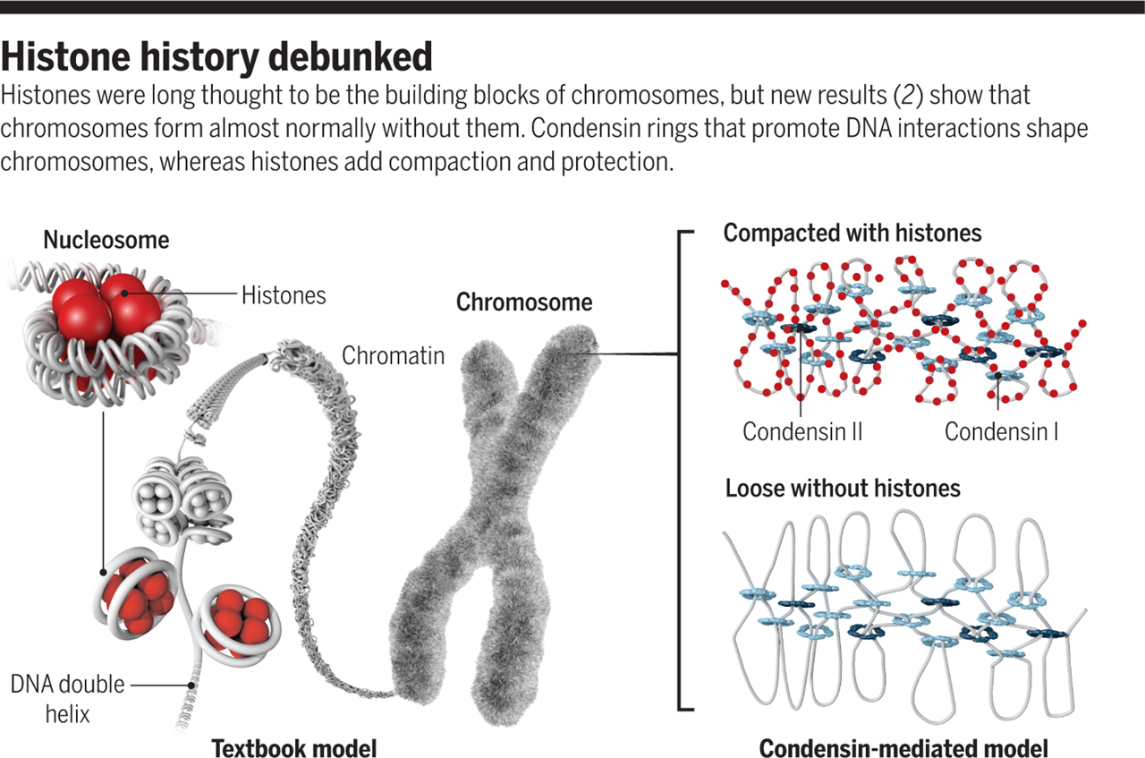 chromatin_wo_histones.jpg