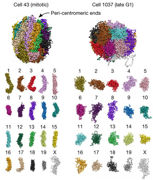 chromosomal_organization.jpg