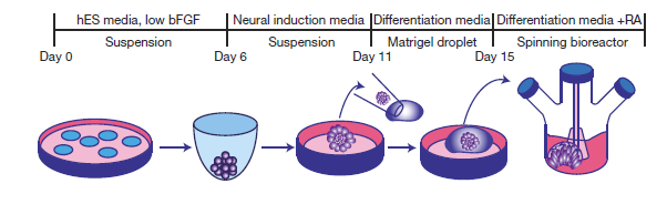 mini_brains-protocol.png