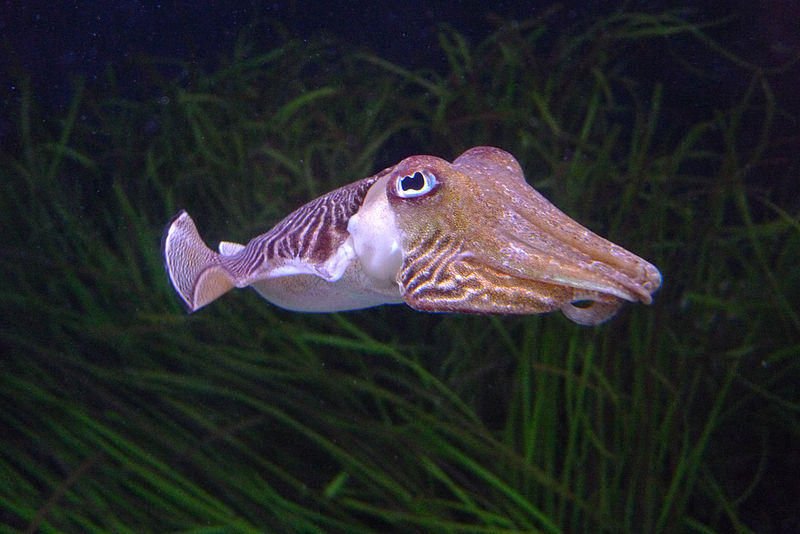 800px-cuttlefish_oceana_rio_de_lisboa.jpg