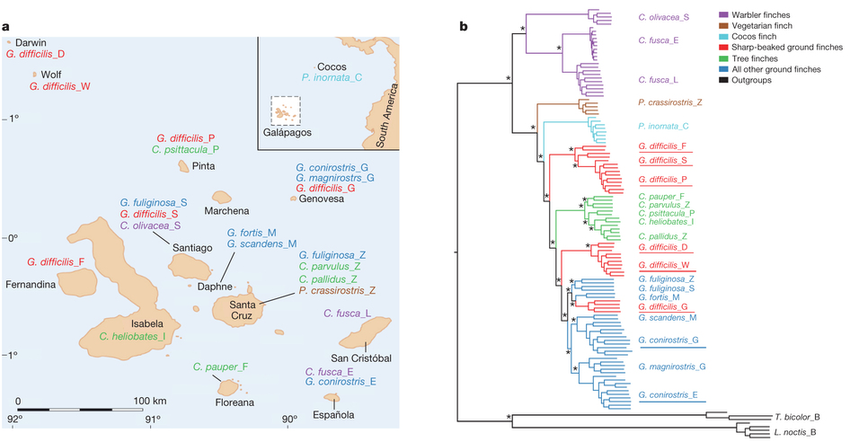 sample-locations-and-phylogeny-of-darwins-finches-a-geographical-origin-of-samples.png