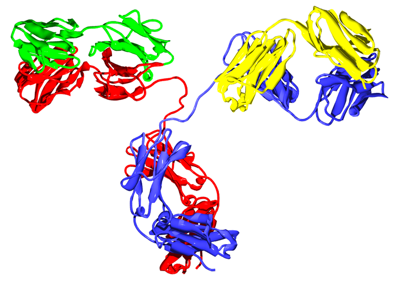 800px-antibody_igg2.png