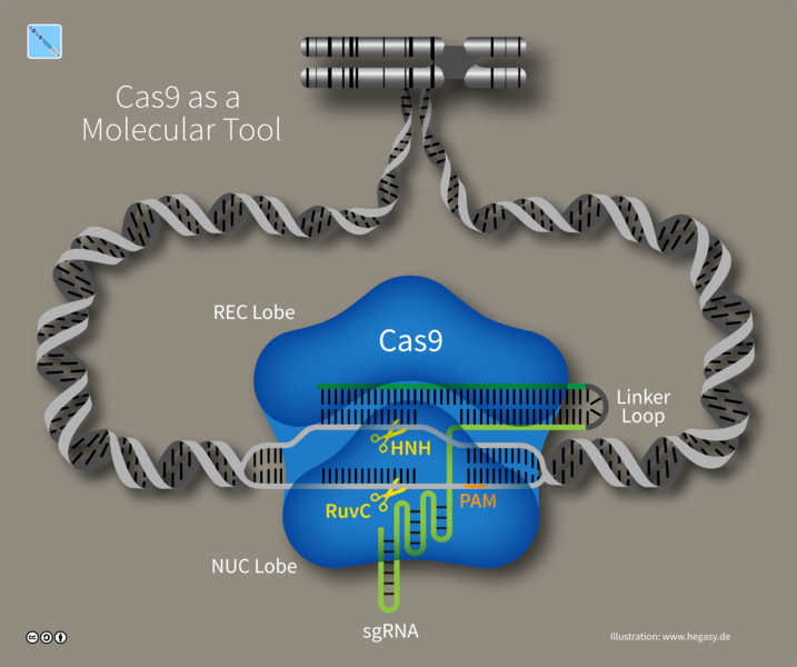 717px-15_hegasy_cas9_dna_tool_wiki_e_ccbysa.png