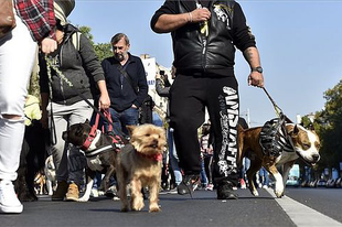 AZ ÁLLATOK VILÁGNAPJA: FELVONULÁS BUDAPESTEN