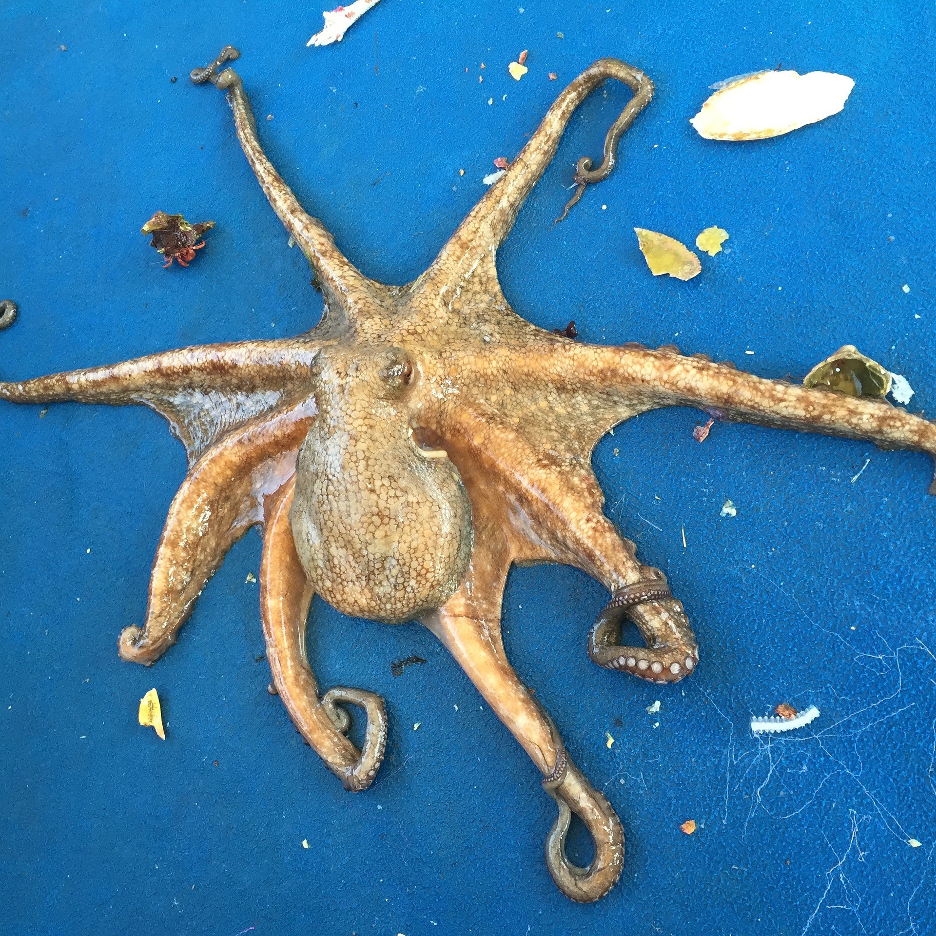 octopus-1164480_1920.jpg