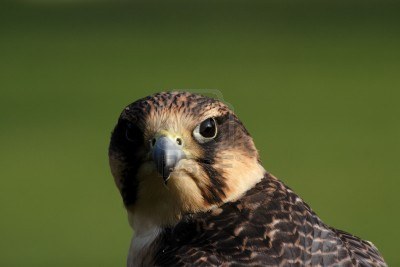 4783262-close-up-of-a-peregrine-falcon-falco-peregrinus.jpg