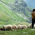 modern pásztorok