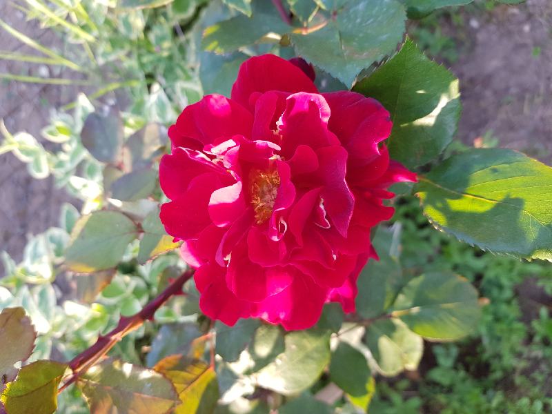 20200518_184434_resize_51.jpg
