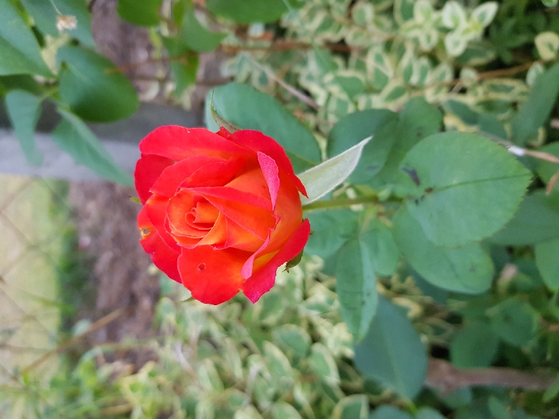 20200912_062322_resize_13.jpg