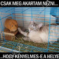 Csak megnéztem! :D