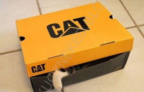 cat.jpg