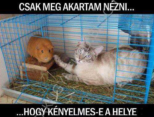 kenyelmes.jpg
