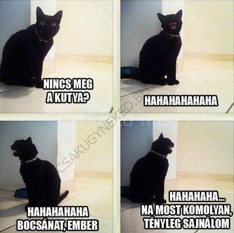 macska.jpg
