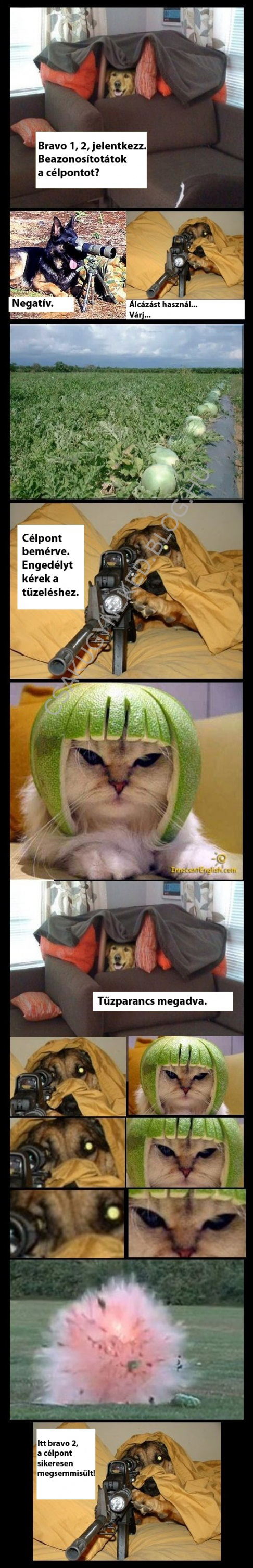 melonmacska_'.jpg