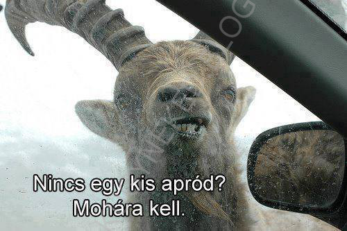 moha.jpg