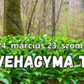 Medvehagyma túra