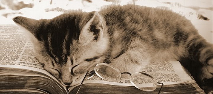 cat_asleep_on_book-720x320.jpg