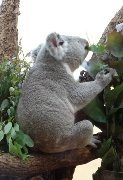 koala.PNG